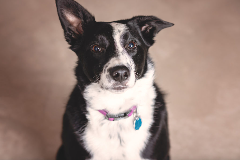 Santaquin pet photographer, nephi pet photographer, mona pet photographer, Goshen pet photographer, eureka pet photographer, studio pet photographer, pet photographer, Utah county pet photographer, Utah pet photographer, juab county pet photographer, juab pet photographer, salem pet photographer, Springville pet photographer, payson pet photographer, Spanish fork pet photographer, provo pet photographer, orem pet photographer, lehi pet photographer, pleasant grove pet photographer, woodland hills pet photographer, elk ridge pet photographer, mapleton pet photographer, Benjamin pet photographer, best Utah pet photographer