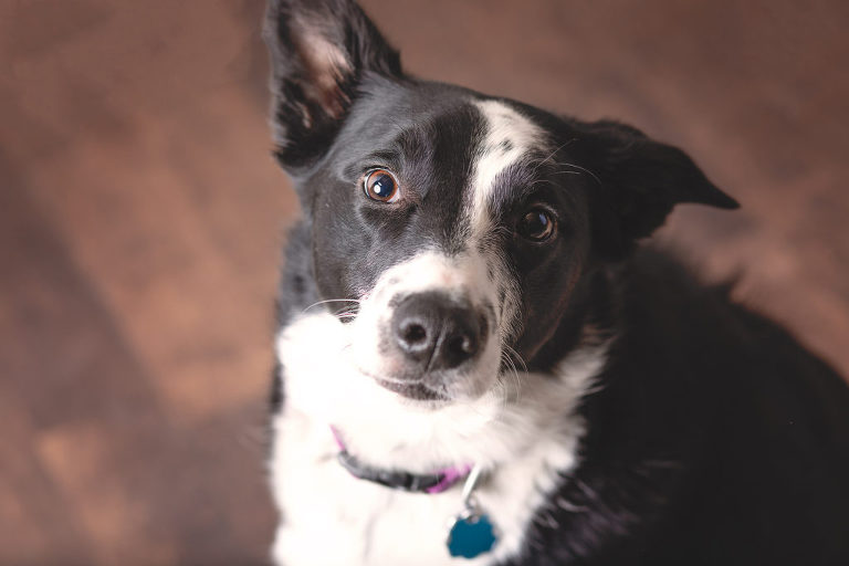 Santaquin pet photographer, nephi pet photographer, mona pet photographer, Goshen pet photographer, eureka pet photographer, studio pet photographer, pet photographer, Utah county pet photographer, Utah pet photographer, juab county pet photographer, juab pet photographer, salem pet photographer, Springville pet photographer, payson pet photographer, Spanish fork pet photographer, provo pet photographer, orem pet photographer, lehi pet photographer, pleasant grove pet photographer, woodland hills pet photographer, elk ridge pet photographer, mapleton pet photographer, Benjamin pet photographer, best Utah pet photographer