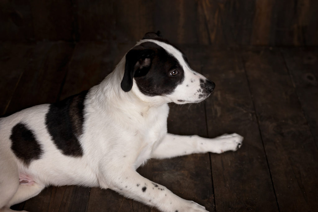 Santaquin pet photographer, nephi pet photographer, mona pet photographer, Goshen pet photographer, eureka pet photographer, studio pet photographer, pet photographer, Utah county pet photographer, Utah pet photographer, juab county pet photographer, juab pet photographer, salem pet photographer, Springville pet photographer, payson pet photographer, Spanish fork pet photographer, provo pet photographer, orem pet photographer, lehi pet photographer, pleasant grove pet photographer, woodland hills pet photographer, elk ridge pet photographer, mapleton pet photographer, Benjamin pet photographer, best Utah pet photographer