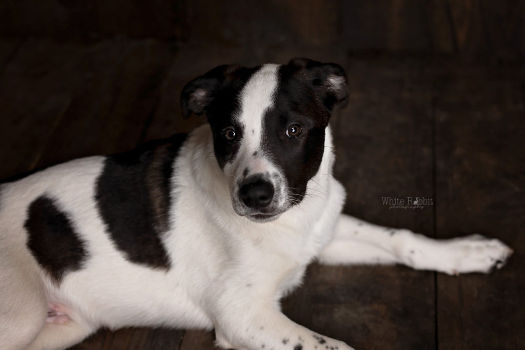 Santaquin pet photographer, nephi pet photographer, mona pet photographer, Goshen pet photographer, eureka pet photographer, studio pet photographer, pet photographer, Utah county pet photographer, Utah pet photographer, juab county pet photographer, juab pet photographer, salem pet photographer, Springville pet photographer, payson pet photographer, Spanish fork pet photographer, provo pet photographer, orem pet photographer, lehi pet photographer, pleasant grove pet photographer, woodland hills pet photographer, elk ridge pet photographer, mapleton pet photographer, Benjamin pet photographer, best Utah pet photographer