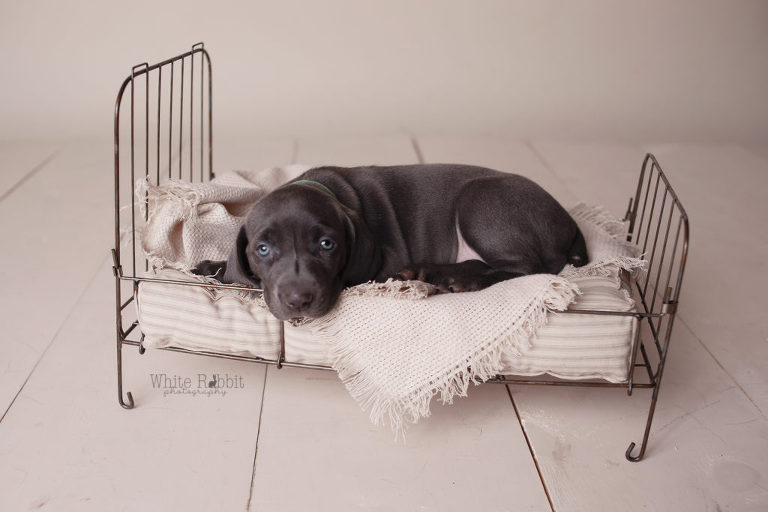 Santaquin pet photographer, nephi pet photographer, mona pet photographer, Goshen pet photographer, eureka pet photographer, studio pet photographer, pet photographer, Utah county pet photographer, Utah pet photographer, juab county pet photographer, juab pet photographer, salem pet photographer, Springville pet photographer, payson pet photographer, Spanish fork pet photographer, provo pet photographer, orem pet photographer, lehi pet photographer, pleasant grove pet photographer, woodland hills pet photographer, elk ridge pet photographer, mapleton pet photographer, Benjamin pet photographer, best Utah pet photographer