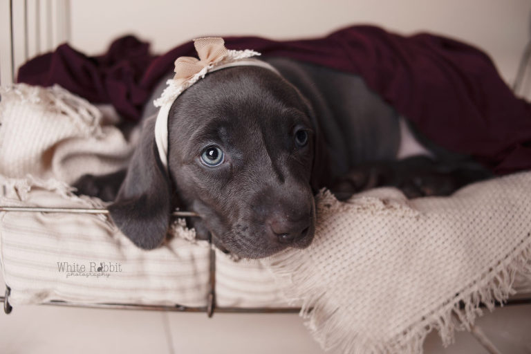 Santaquin pet photographer, nephi pet photographer, mona pet photographer, Goshen pet photographer, eureka pet photographer, studio pet photographer, pet photographer, Utah county pet photographer, Utah pet photographer, juab county pet photographer, juab pet photographer, salem pet photographer, Springville pet photographer, payson pet photographer, Spanish fork pet photographer, provo pet photographer, orem pet photographer, lehi pet photographer, pleasant grove pet photographer, woodland hills pet photographer, elk ridge pet photographer, mapleton pet photographer, Benjamin pet photographer, best Utah pet photographer