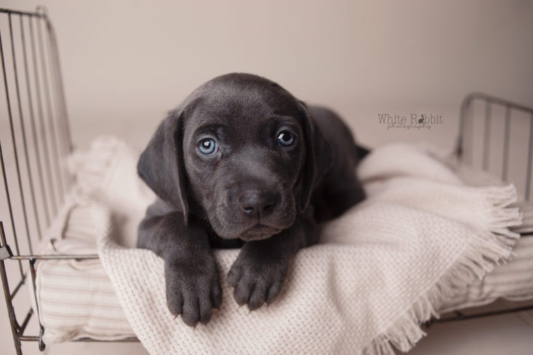 Santaquin pet photographer, nephi pet photographer, mona pet photographer, Goshen pet photographer, eureka pet photographer, studio pet photographer, pet photographer, Utah county pet photographer, Utah pet photographer, juab county pet photographer, juab pet photographer, salem pet photographer, Springville pet photographer, payson pet photographer, Spanish fork pet photographer, provo pet photographer, orem pet photographer, lehi pet photographer, pleasant grove pet photographer, woodland hills pet photographer, elk ridge pet photographer, mapleton pet photographer, Benjamin pet photographer, best Utah pet photographer