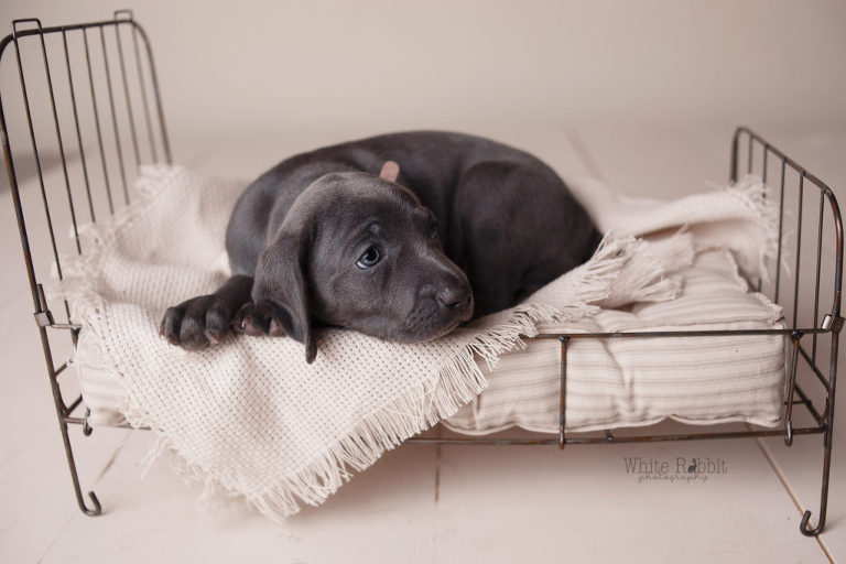 Santaquin pet photographer, nephi pet photographer, mona pet photographer, Goshen pet photographer, eureka pet photographer, studio pet photographer, pet photographer, Utah county pet photographer, Utah pet photographer, juab county pet photographer, juab pet photographer, salem pet photographer, Springville pet photographer, payson pet photographer, Spanish fork pet photographer, provo pet photographer, orem pet photographer, lehi pet photographer, pleasant grove pet photographer, woodland hills pet photographer, elk ridge pet photographer, mapleton pet photographer, Benjamin pet photographer, best Utah pet photographer